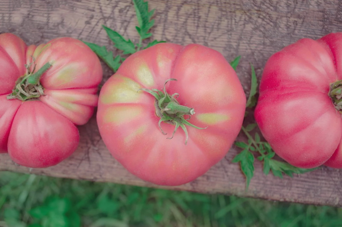 粉红色的西红柿：最美味的高产品种（混合杂交品） 10120_1