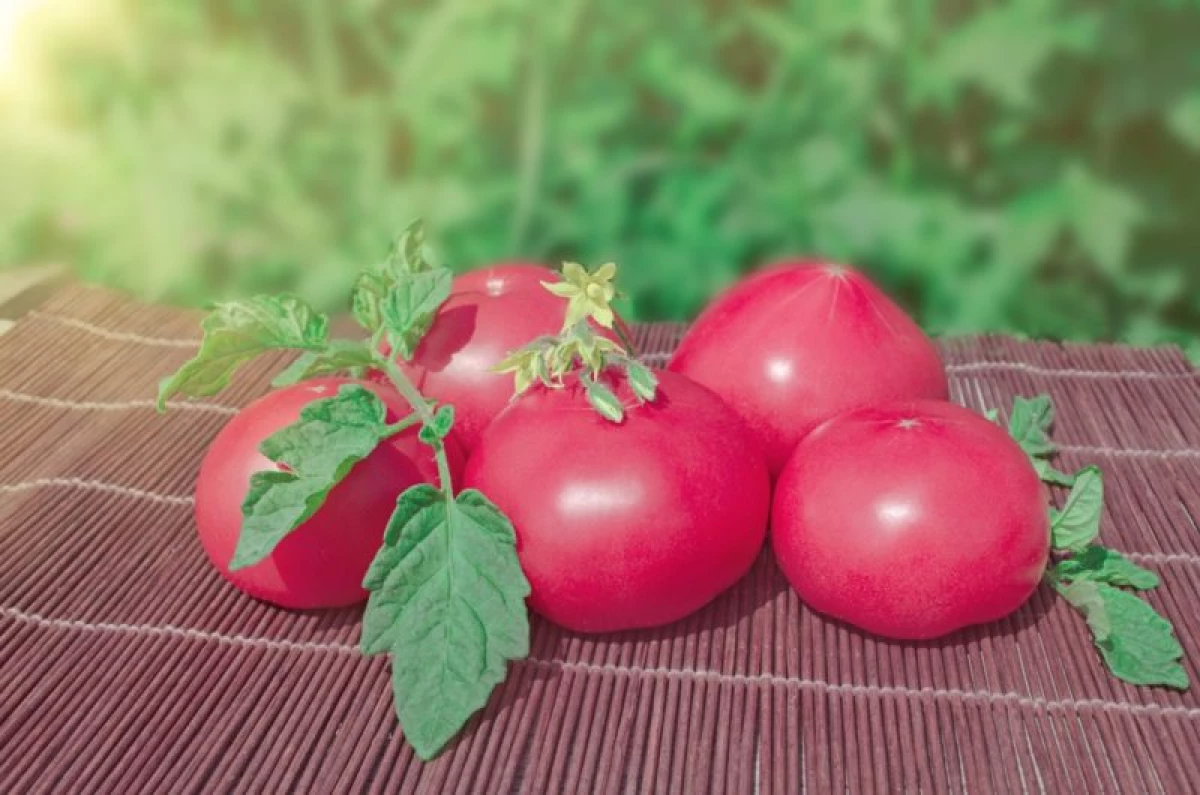 Roze tomaten: de meest heerlijke hoog-rendementsvariëteiten (hybriden) 10120_2