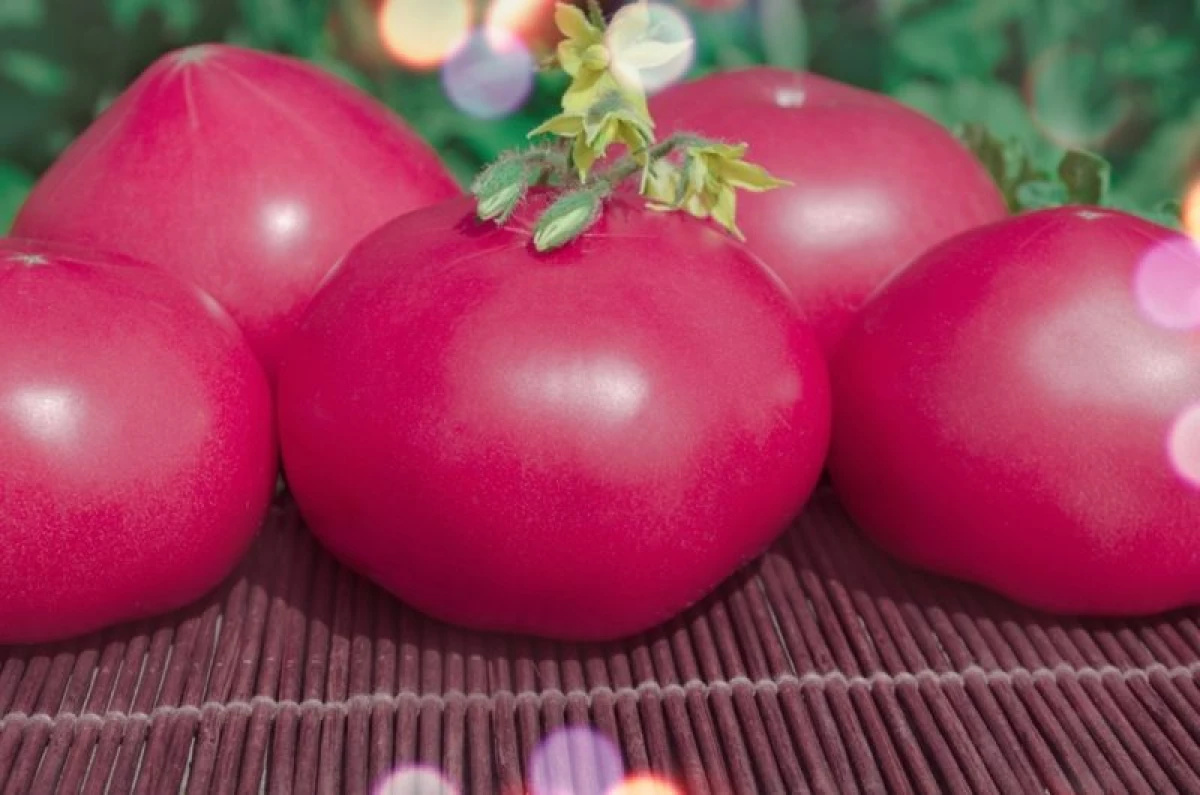 Rôze tomaten: de lekkerste hege oplevering fariëteiten (hybriden) 10120_3