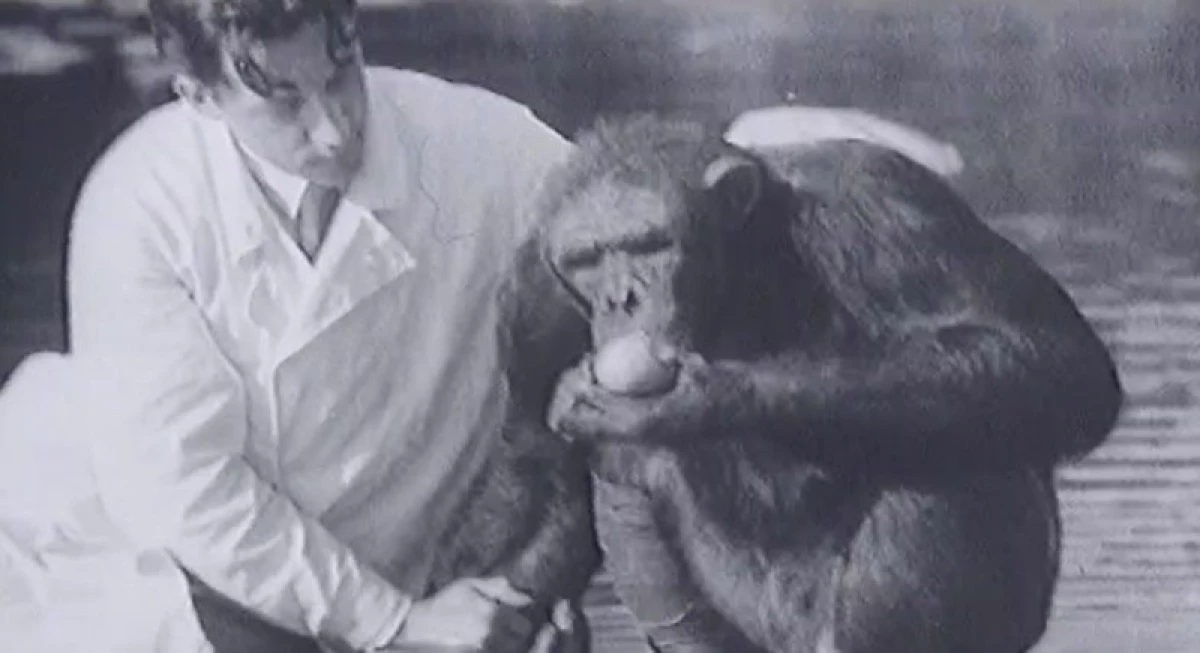 Babet, siveret e preto. O que terminou experimentos selvagens no cruzamento de uma pessoa com chimpanzés na URSS? 10346_3