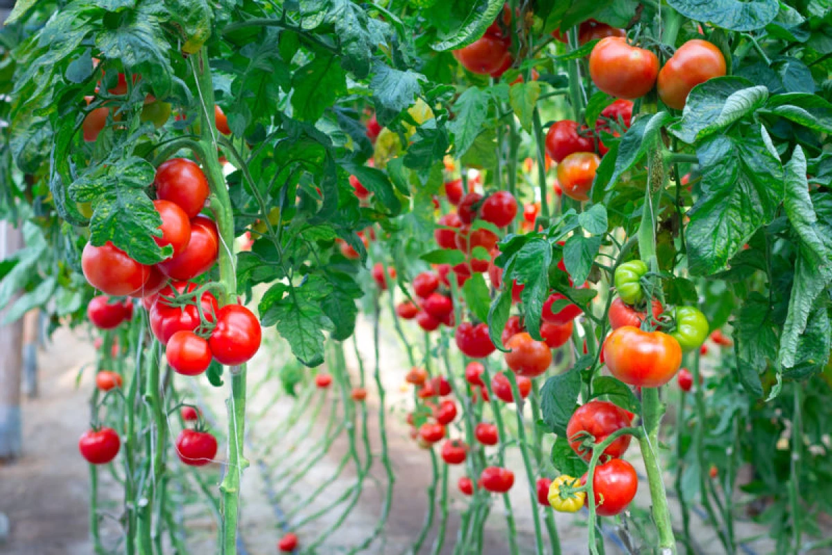 کاشت مناسب گوجه فرنگی در گلخانه: حجم، منظم بودن و اصطلاح 10350_1
