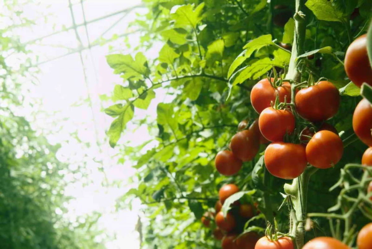 Korrekt plantering av tomater i växthuset: volym, regelbundenhet och term 10350_2