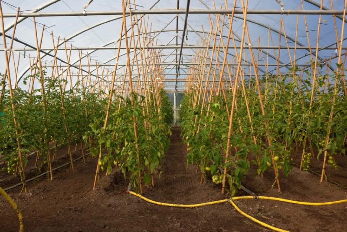 کاشت مناسب گوجه فرنگی در گلخانه: حجم، منظم بودن و اصطلاح 10350_3