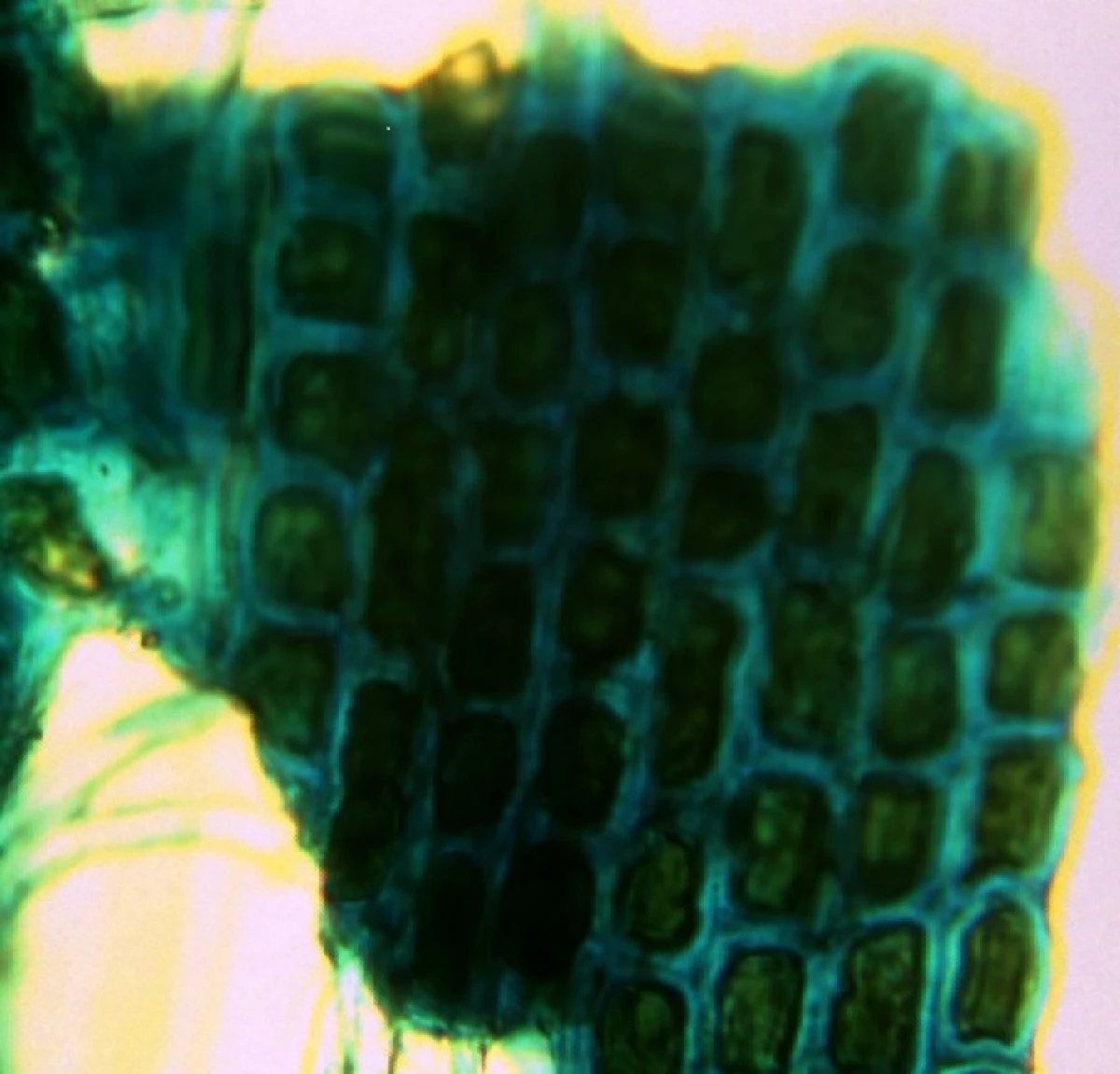 PNIPIP vytvořil biosorbent, který bude chránit tělo před zářením 10481_2