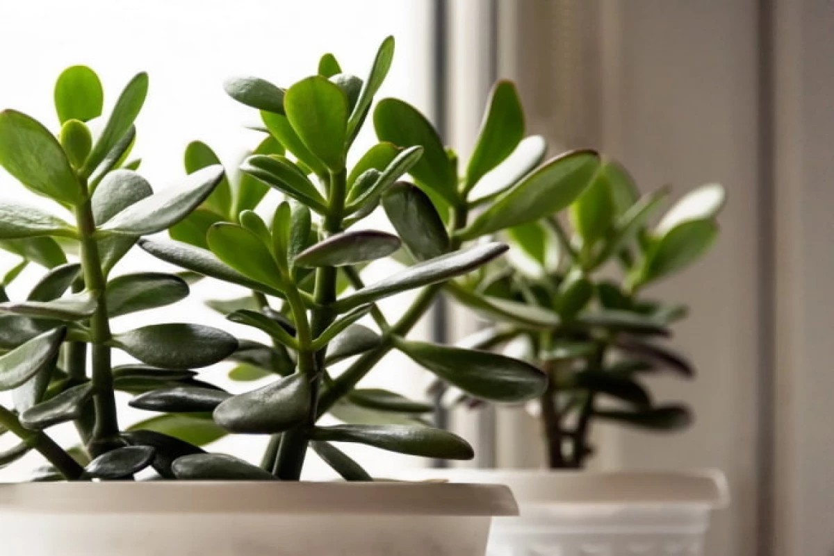 11 most beautiful indoor trees that can be easily grown in the apartment 10591_3