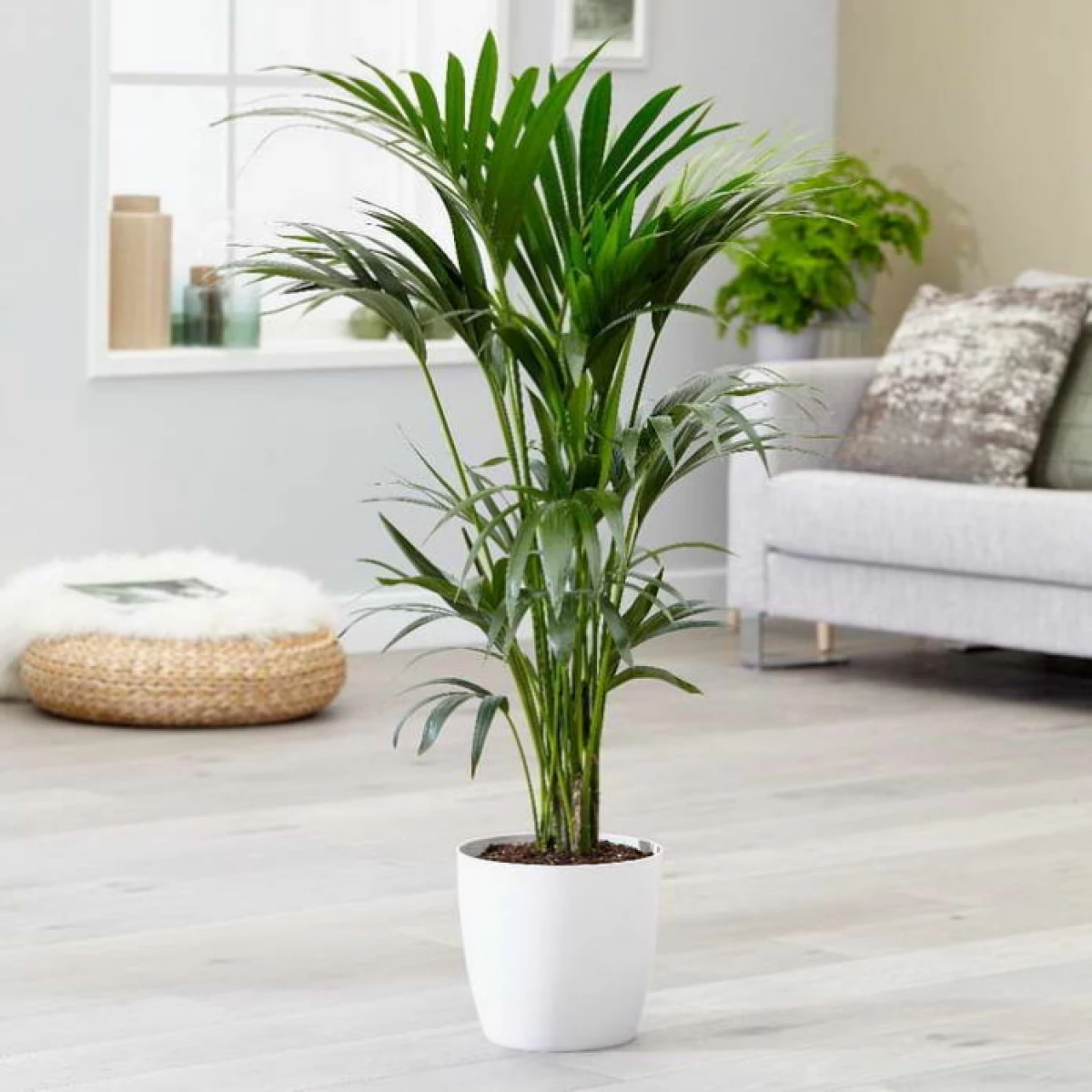 11 most beautiful indoor trees that can be easily grown in the apartment 10591_8