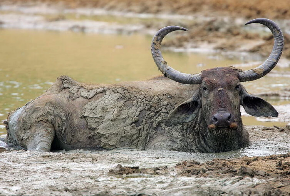 Hour bull-9. How do wild bulls of the tropics live?