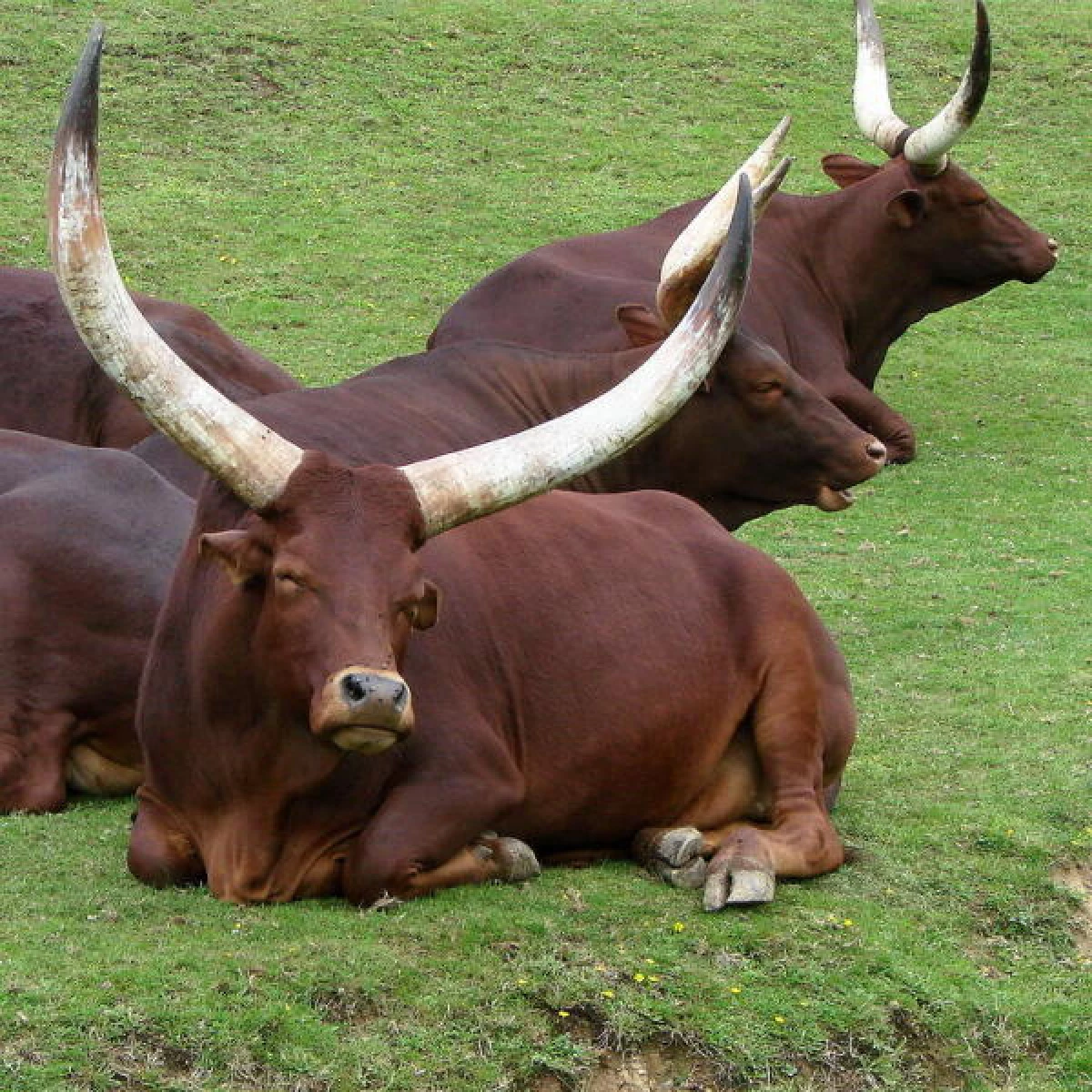 Hour Bull-9. Com viuen els toros salvatges dels tròpics? 10664_3