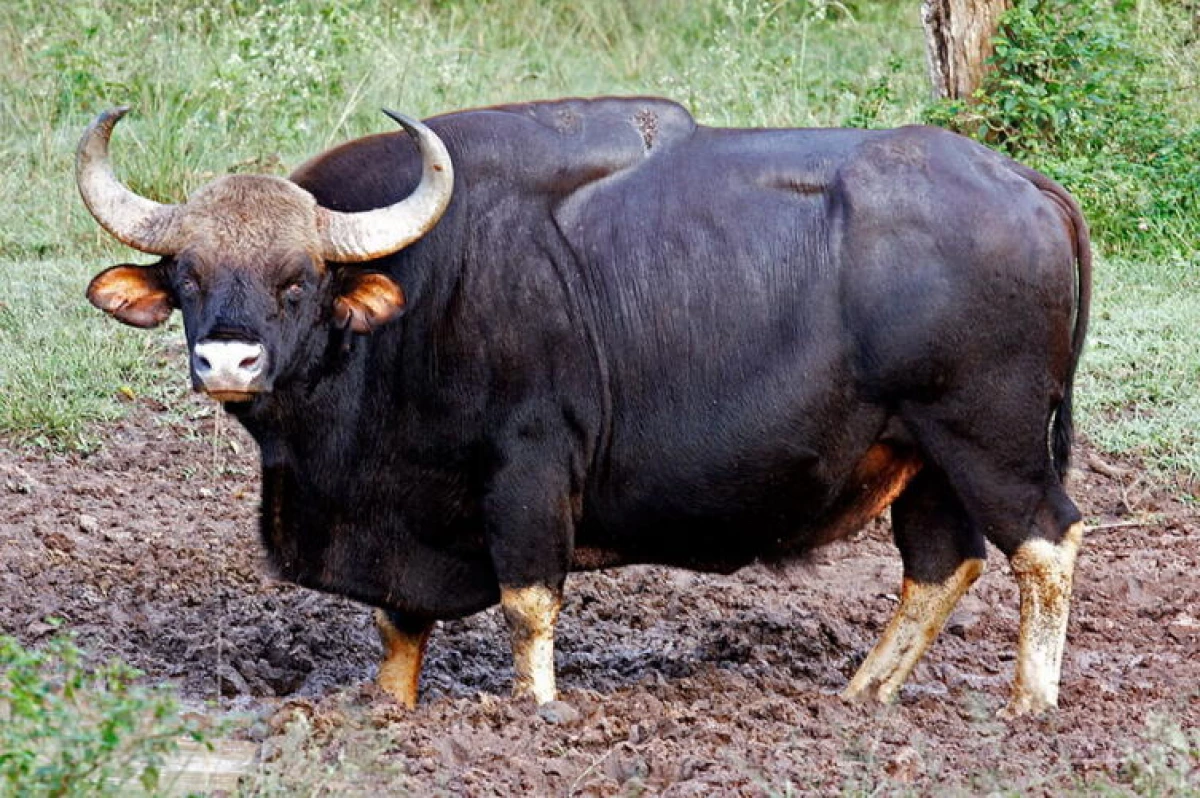 Hour Bull-9. Com viuen els toros salvatges dels tròpics? 10664_8