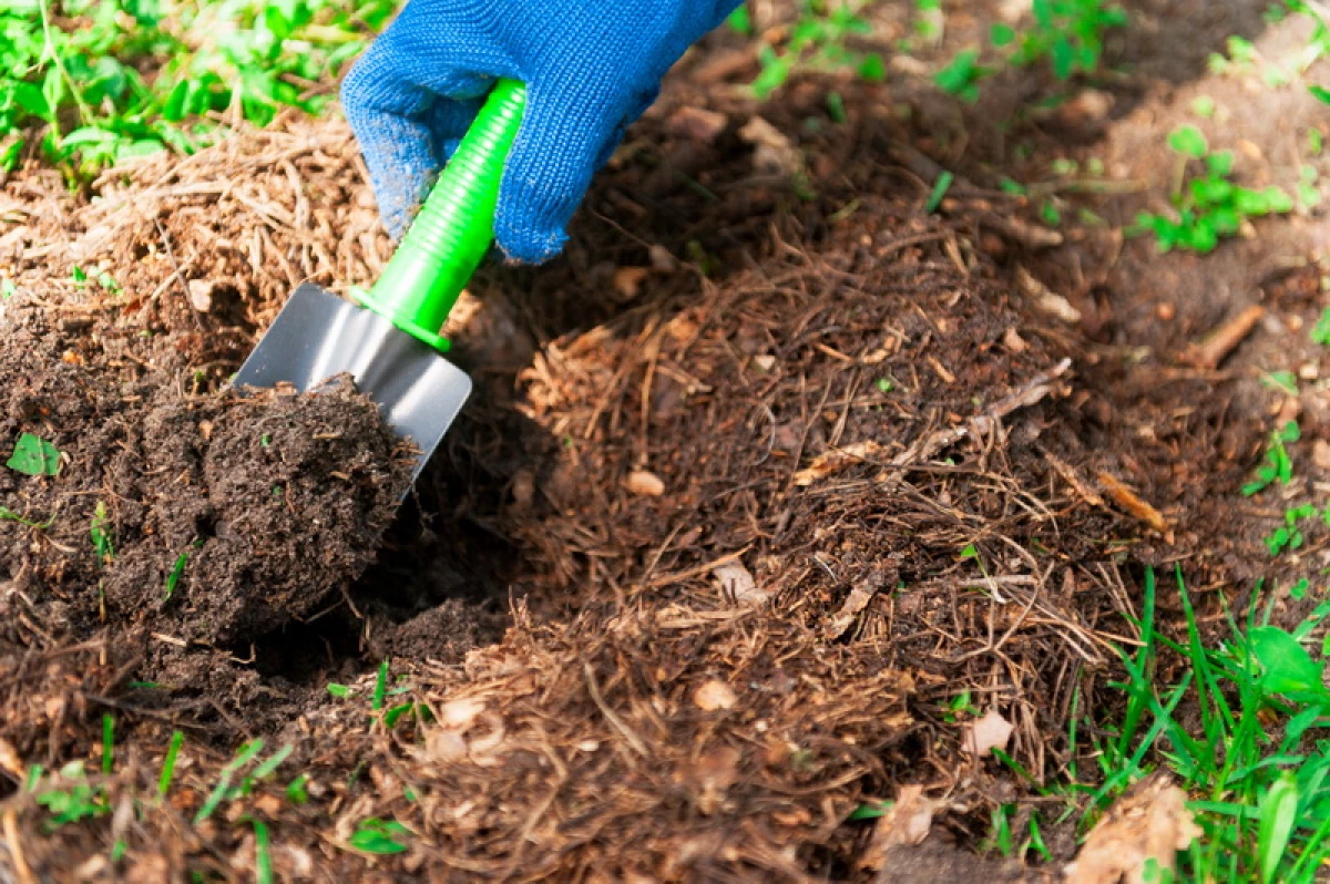 В какую почву лучше сажать. Улучшение почвы. Облагораживает почву. Качество почвы. Улучшение качества почвы.