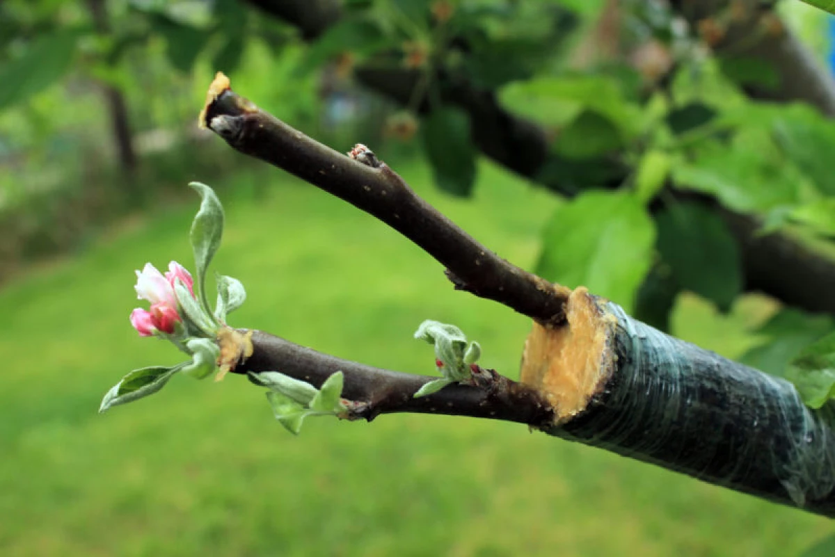 Карактеристики на пролетта јаболко вицинација 10811_1