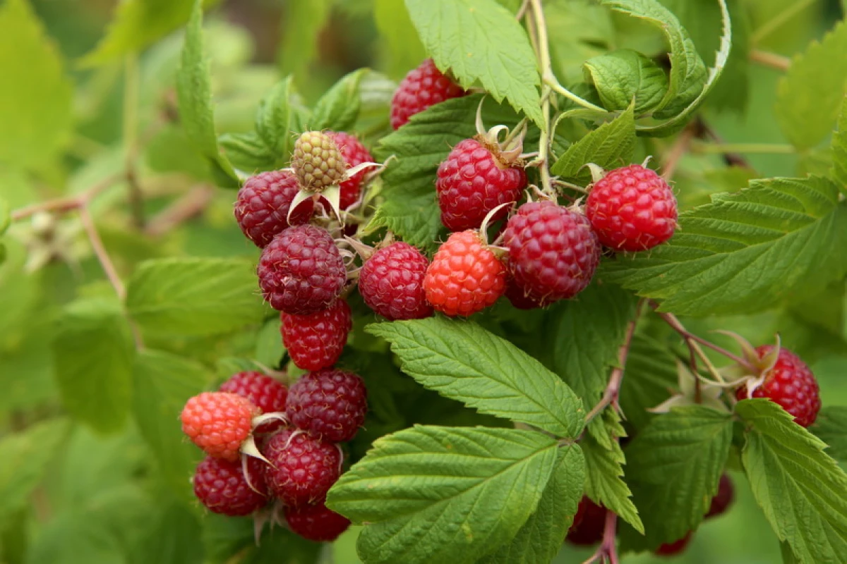 Gyara raspberries kuma ta baya fruiting 11098_1
