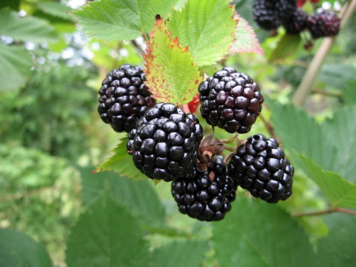 Gifts of America. Blackberry varieties adapted to cultivation in the middle lane 1109_3