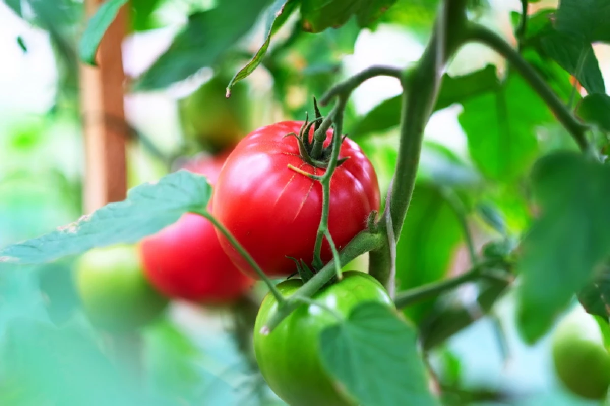 Kedu ihe kpatara tomato mejupụtara tomato, a naghị akpụ mkpụrụ osisi? Ụzọ iji dozie nsogbu ahụ 11141_3