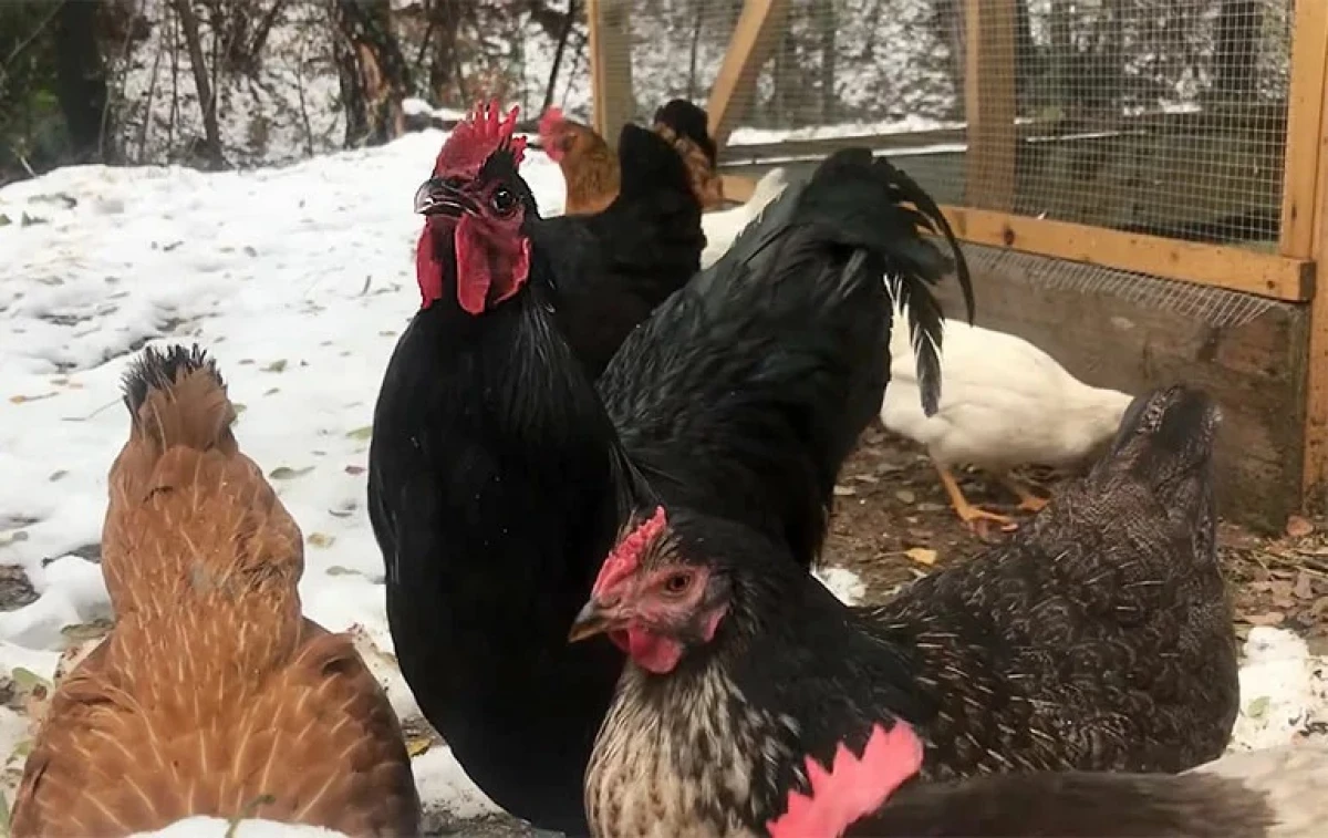 Que alimentar a los pollos de la primavera fría y el invierno para la salud y la productividad 11177_1