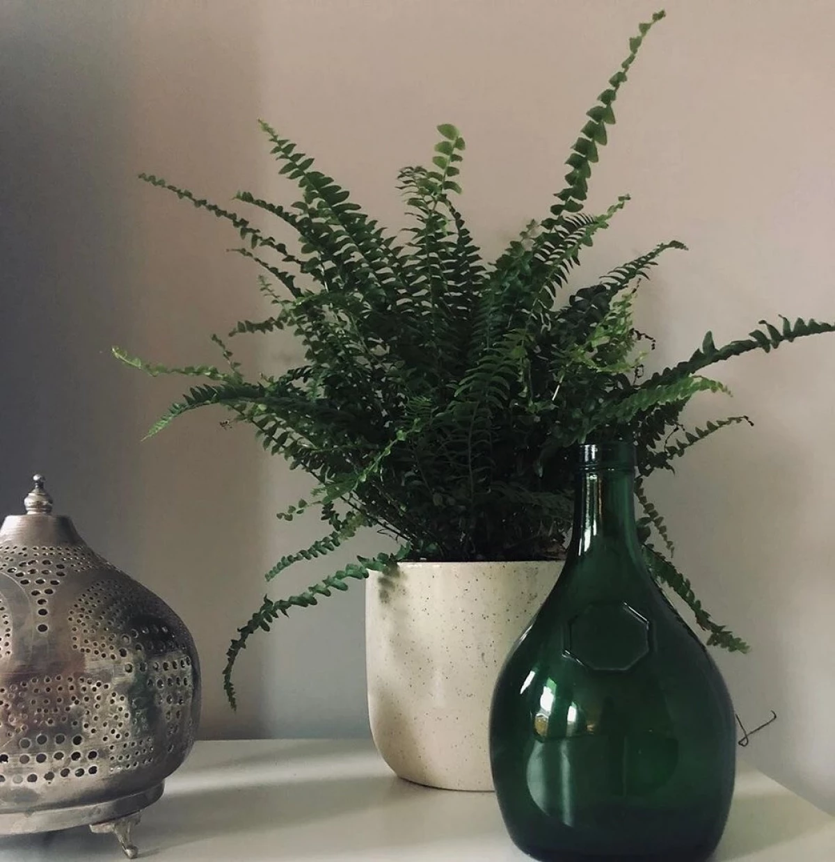 6 plante pe care le puteți ... în baie (și nimic nu va fi!) 11658_7