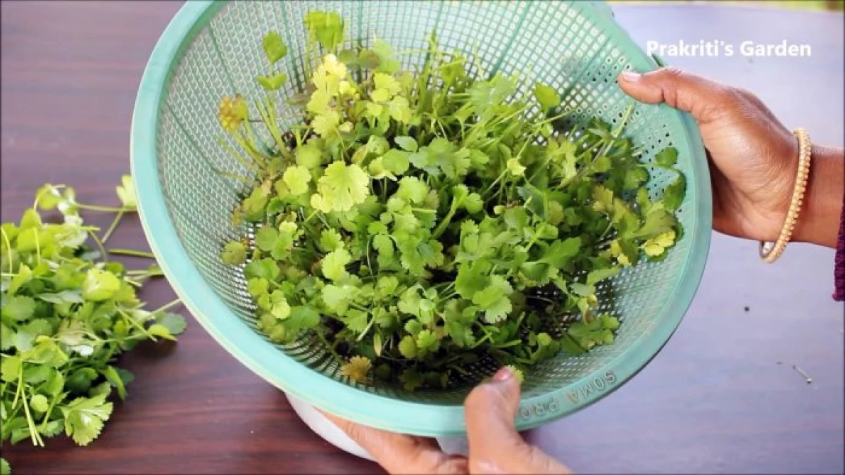 Mënyra e lehtë për të rritur koriandrin në hydroponics ju keni në dritare 11903_12