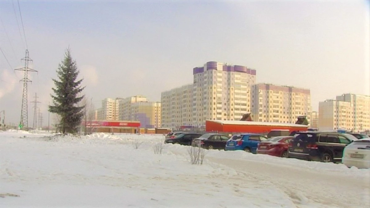 در Nizhnevartovsk، صنوبر 30 ساله مجبور شد محل اقامت را تغییر دهد 11919_1