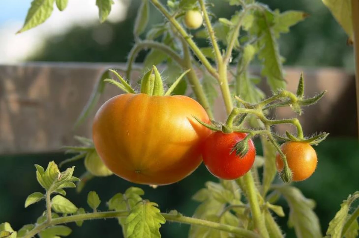 Pomidor üçün bitkilər yoldaşları - 5 yaşıl mələk 12288_1