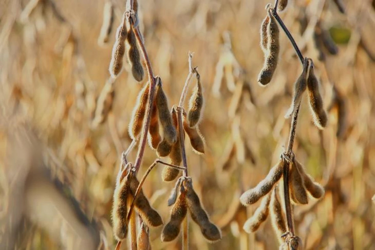 Tumbuhan benih dengan kapasiti tahunan sehingga 30 tan yang dibuka di rantau Amur 12317_1