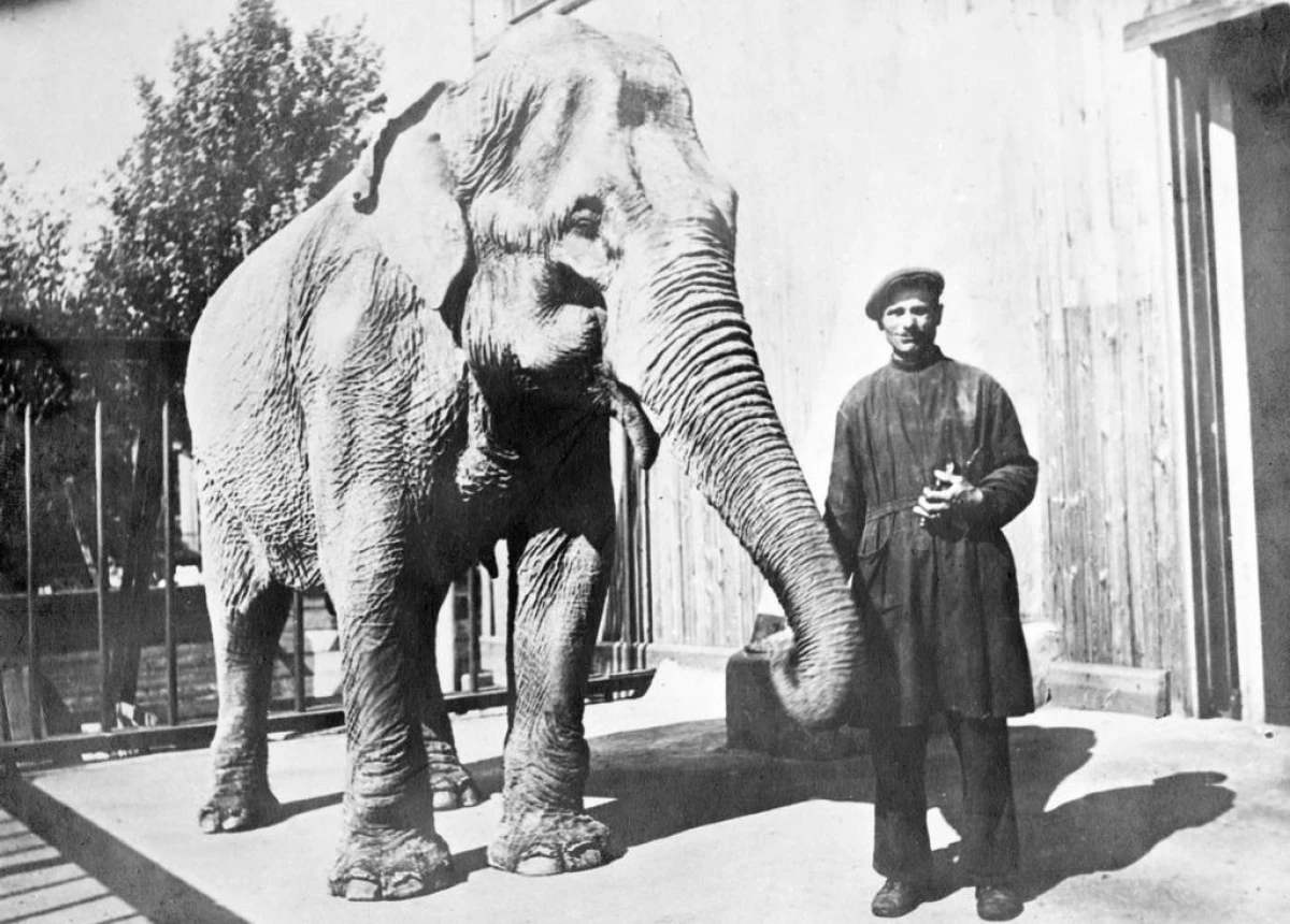 6 traurige Fakten darüber, wie der Zoo des Leningrad-Zoos heroisch besorgt ist, um die Blockade zu besorgen