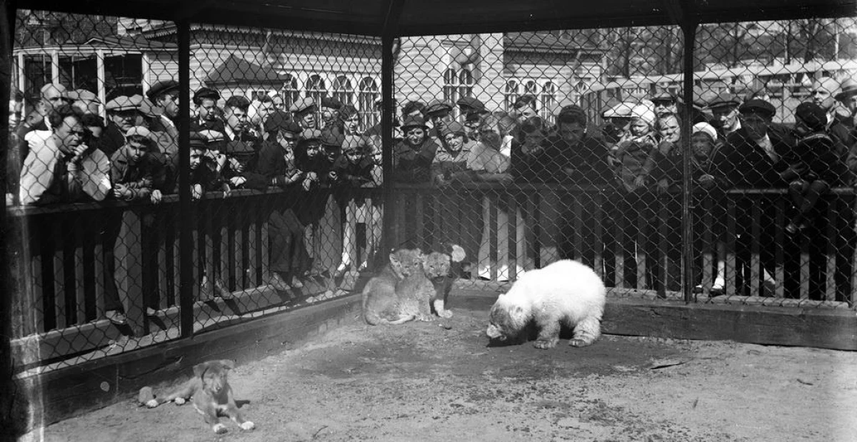 6 feitos tristes sobre como o Zoo de Leningrado está preocupado heroicamente polo bloqueo 123_4