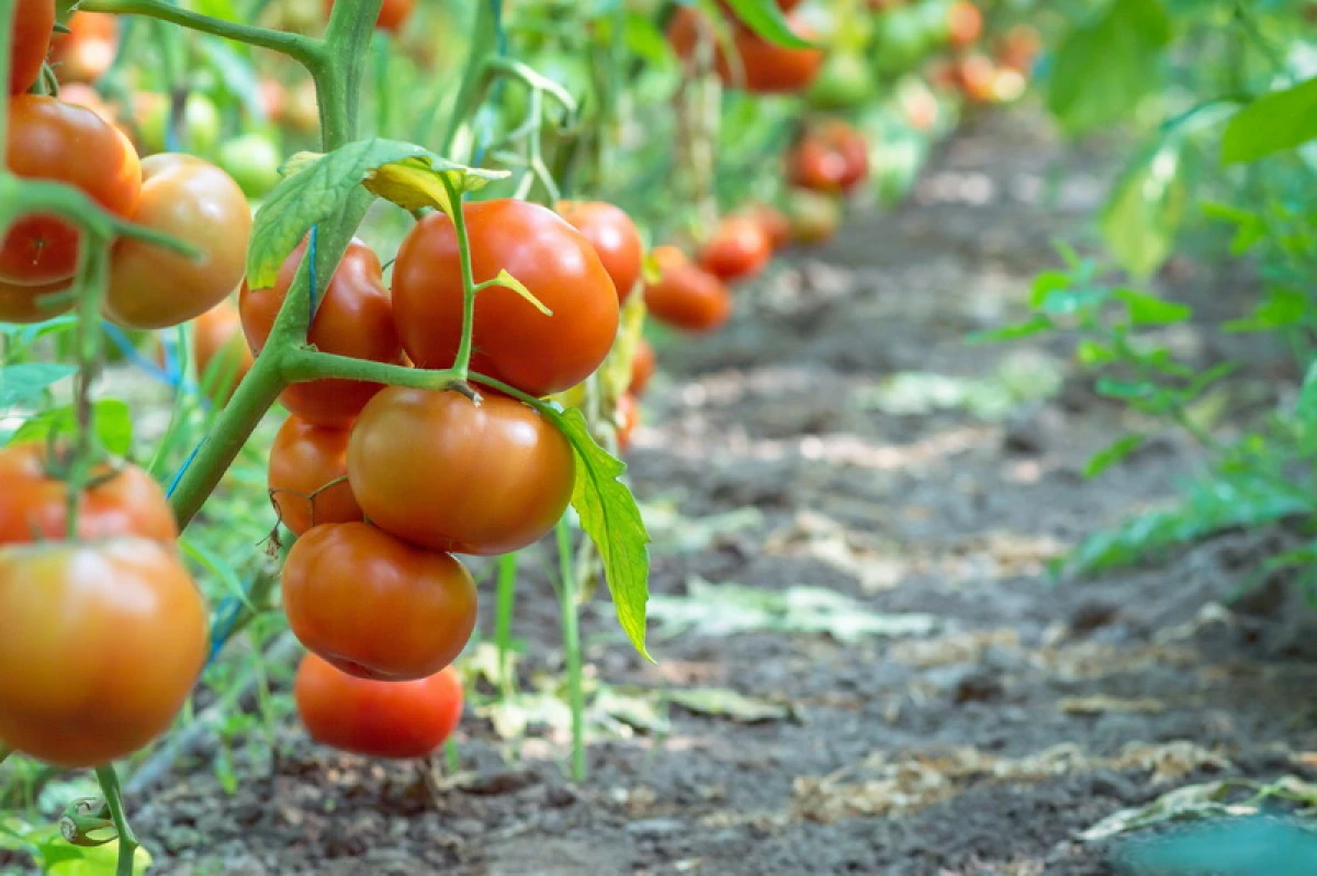 I thjeshtë dhe yield-et: ne rritemi varietetet më të mira të domateve në tokë të hapur 12436_1