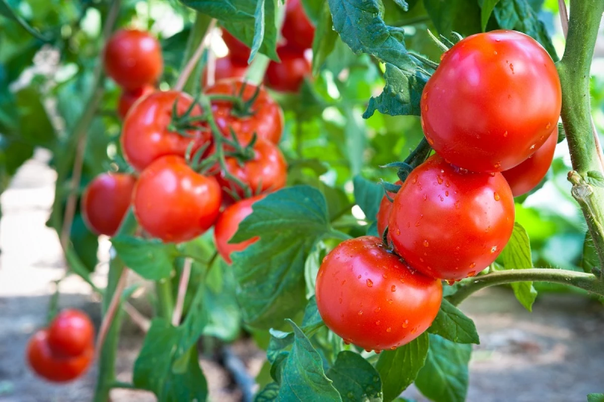 I thjeshtë dhe yield-et: ne rritemi varietetet më të mira të domateve në tokë të hapur 12436_2