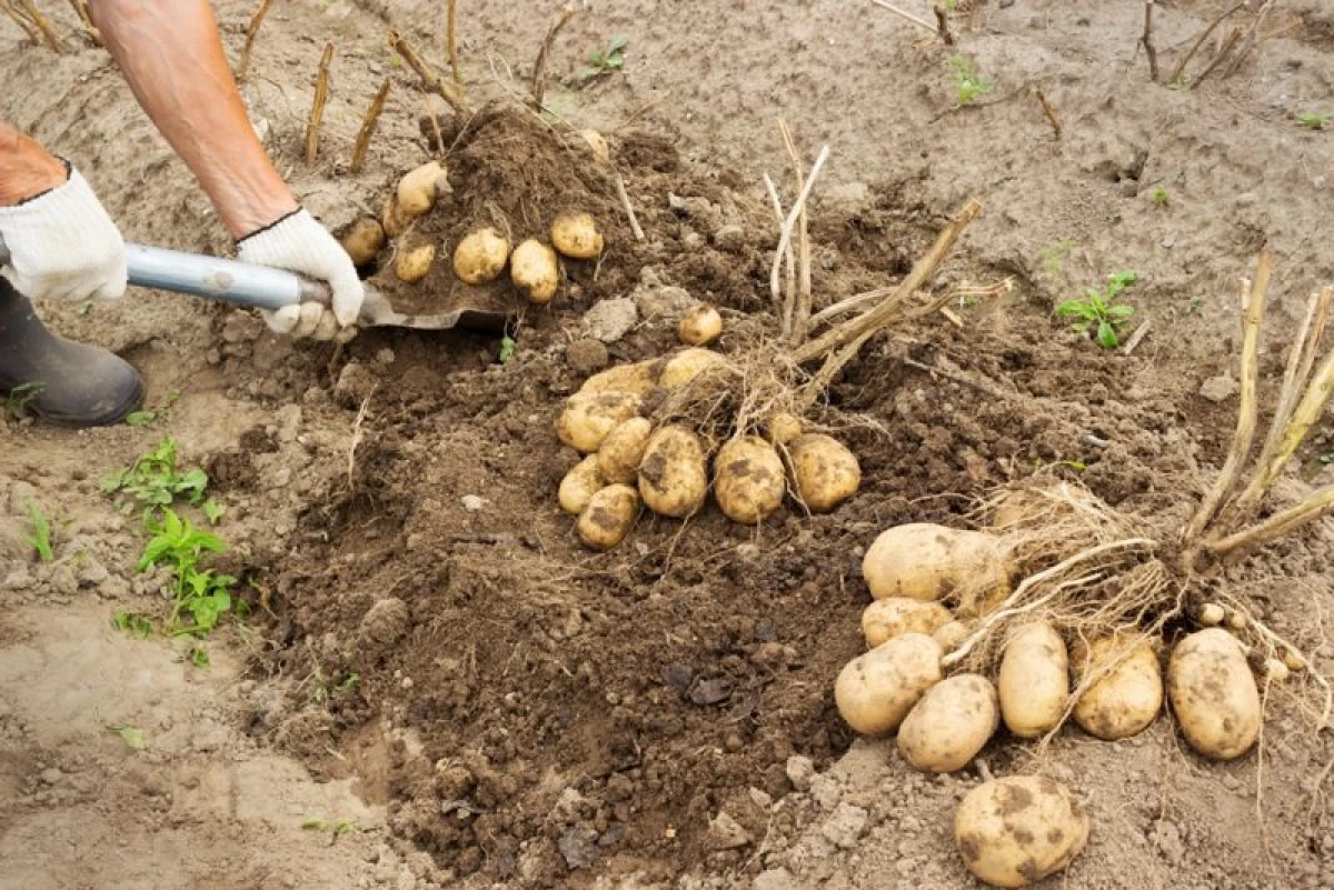 Перед посадки картошку можно