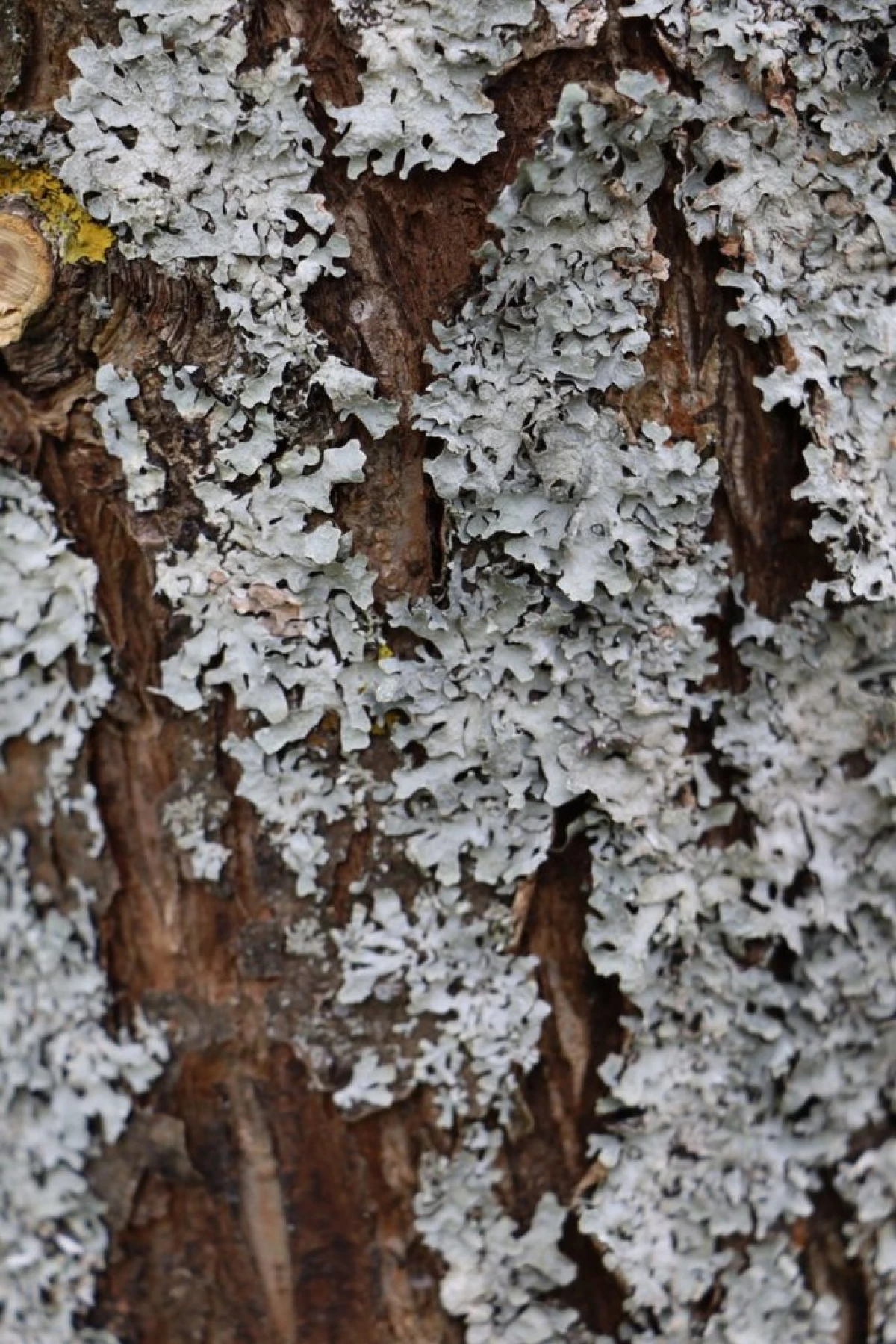 Ndhuwur 4 mitos sing paling umum babagan lichen