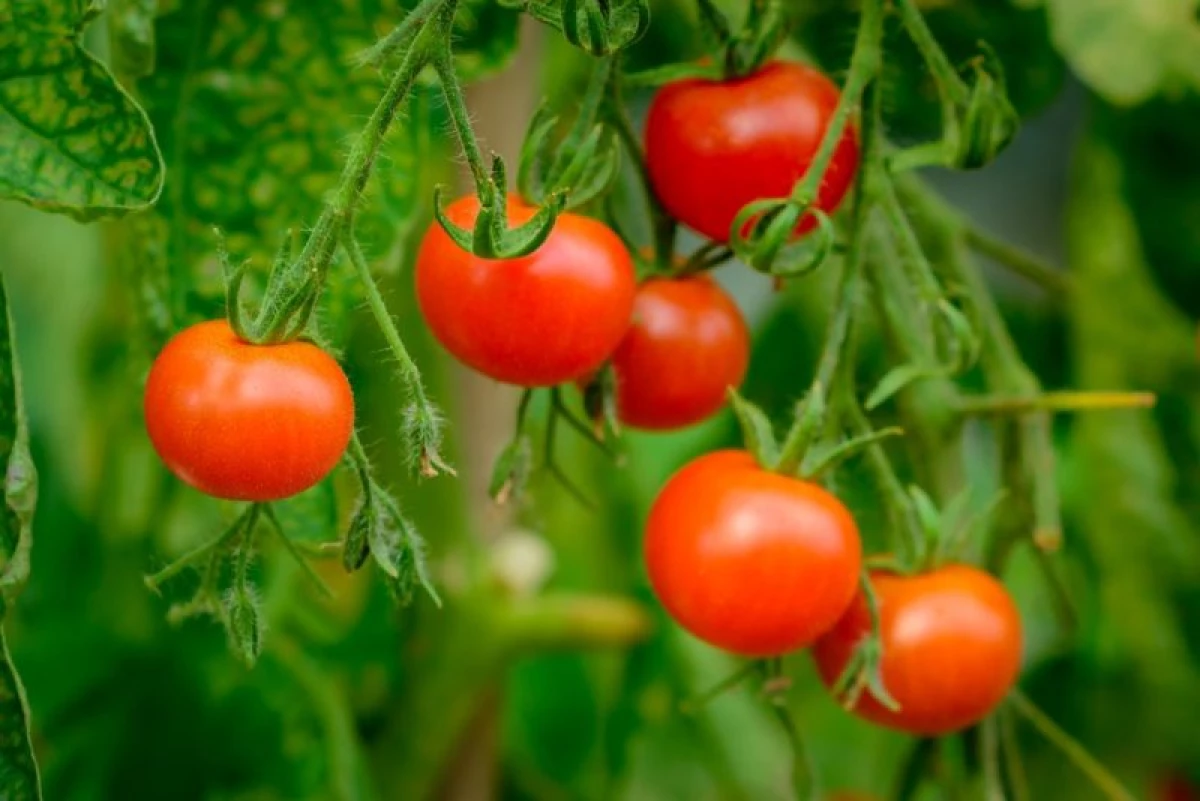 Tomato mitombo amin'ny fomba dedovo 12799_1