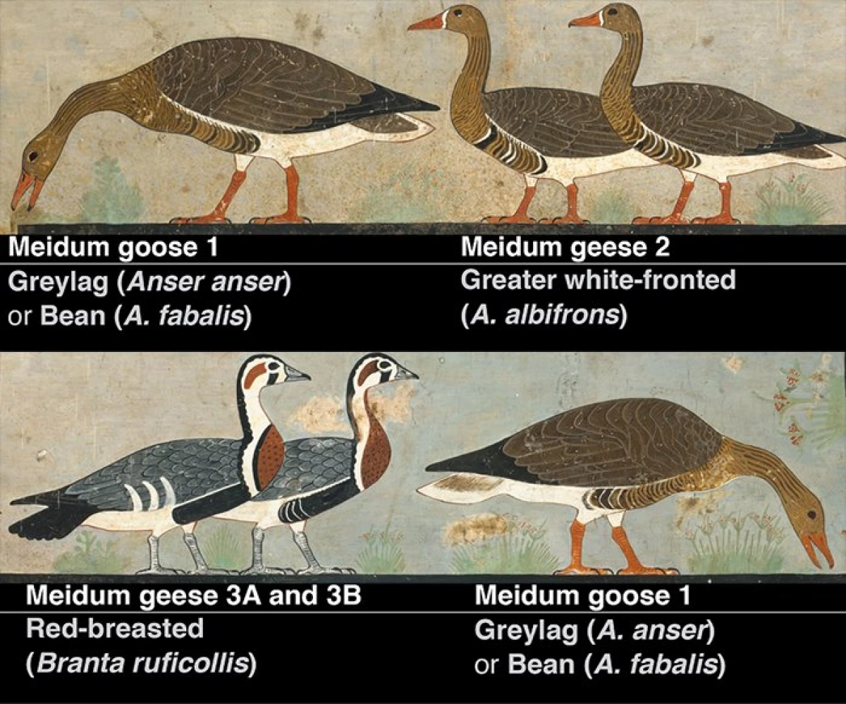 ในหลุมฝังศพอียิปต์โบราณพบภาพของนกที่สูญพันธุ์ 12858_1