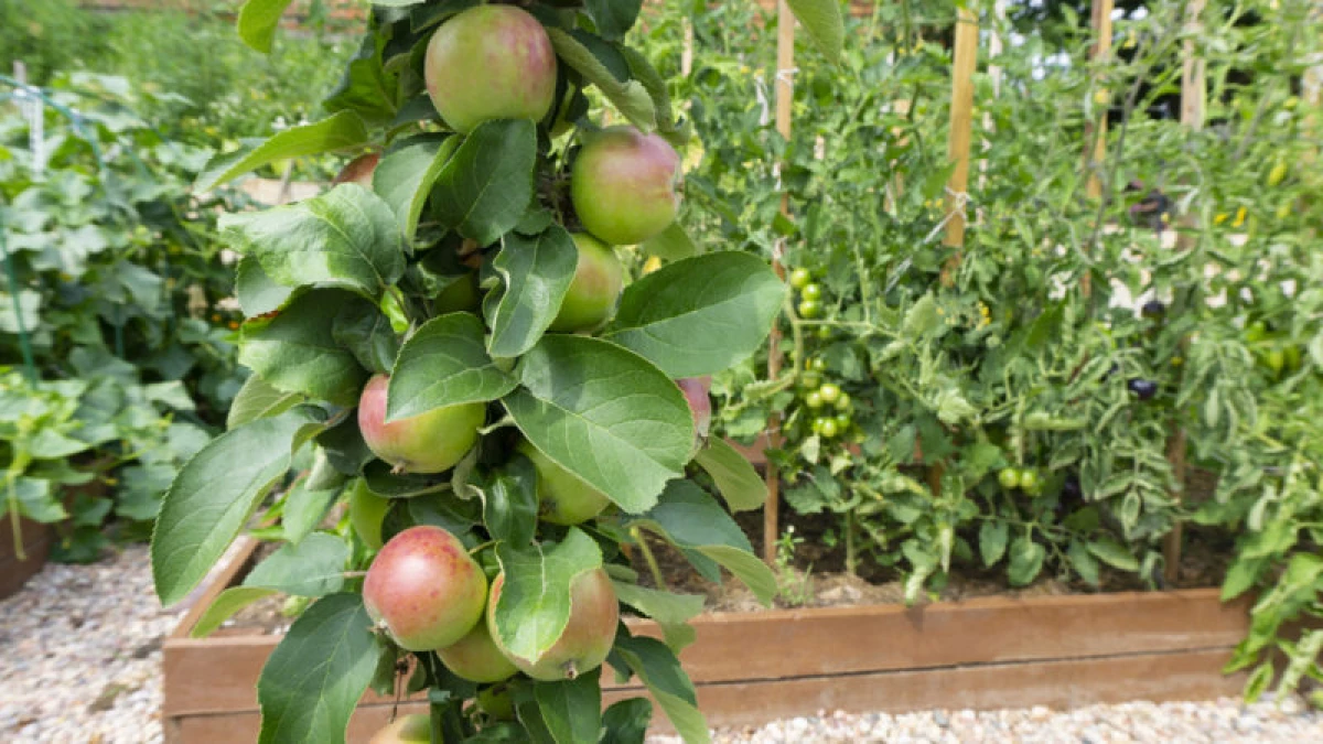 Bahçıvan dünyasında yeni. En iyi sınıf sütun elma ağaçları 12950_1