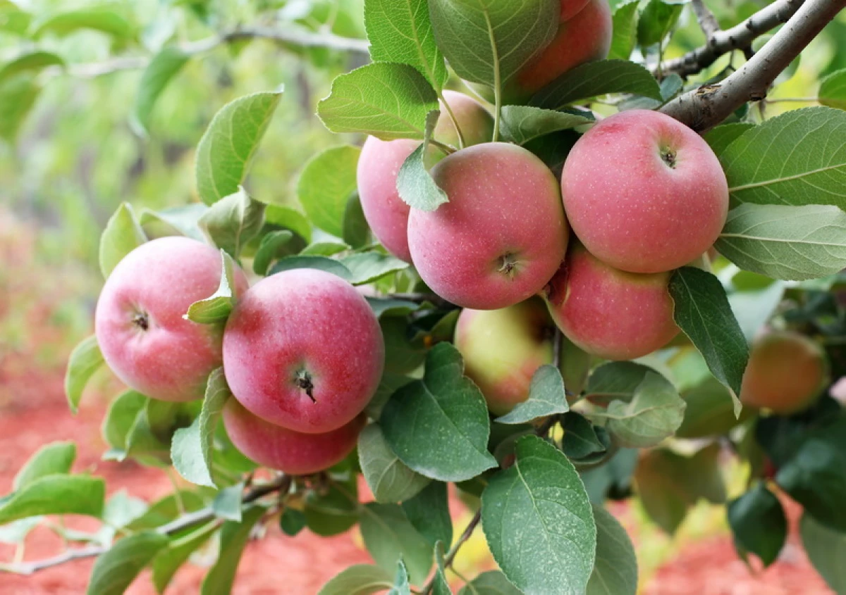 جدید در جهان باغبانان. بهترین ستون های سیب درختان 12950_2