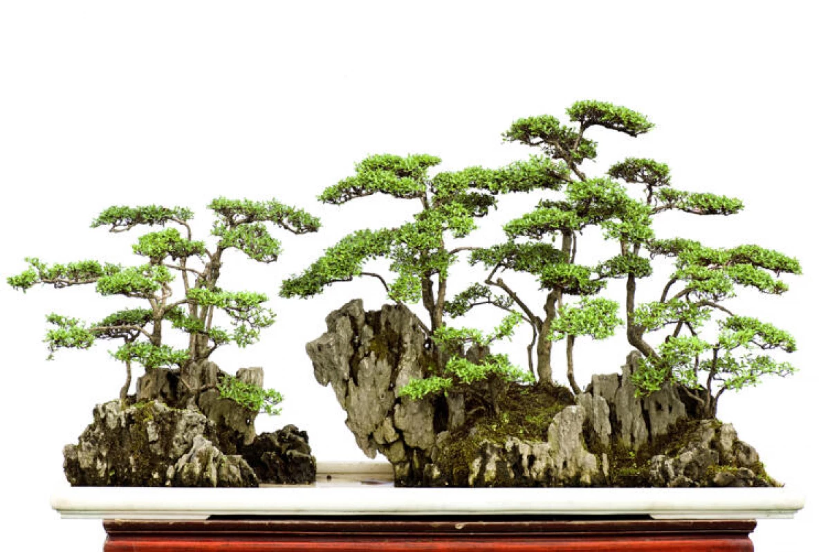 Hva er bonsai? 13089_3