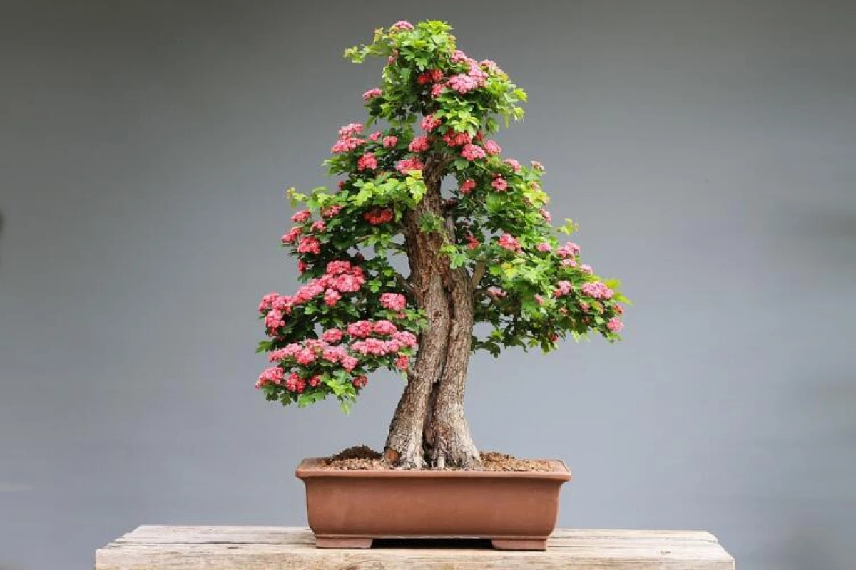 Apa bonsai? 13089_5