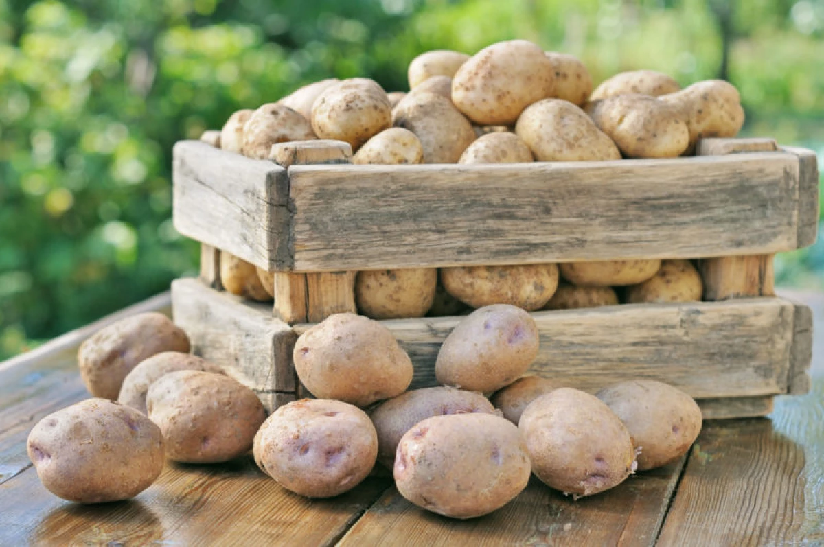 Mida teha kartulile ei kuivata korteris? 13497_2