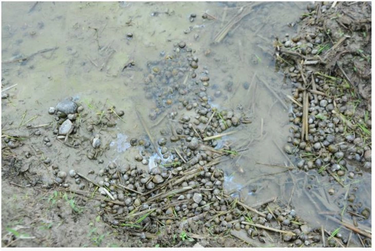 Invazívne slimáky s odolnosťou voči pesticídom sú zdesení na vietnamských farmárov 13539_1