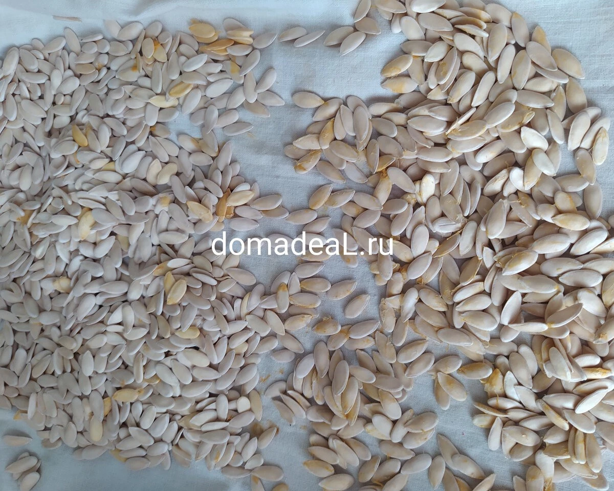 Korzyści i szkoda z nasion melonowych 13610_2