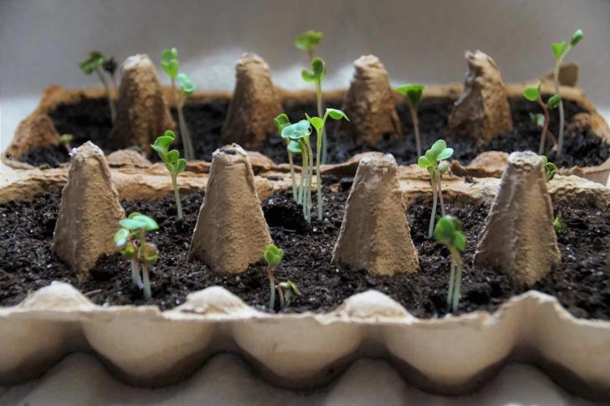 Seedlings a cikin tray trays kwai - kawai ƙara filayen kofi 1393_1