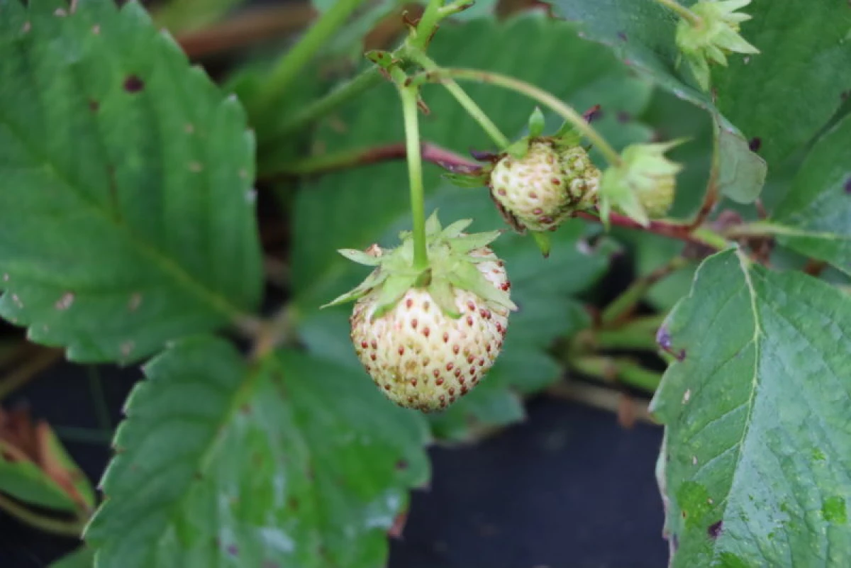 Metoder för året runt växande jordgubbar i växthuset 14036_2