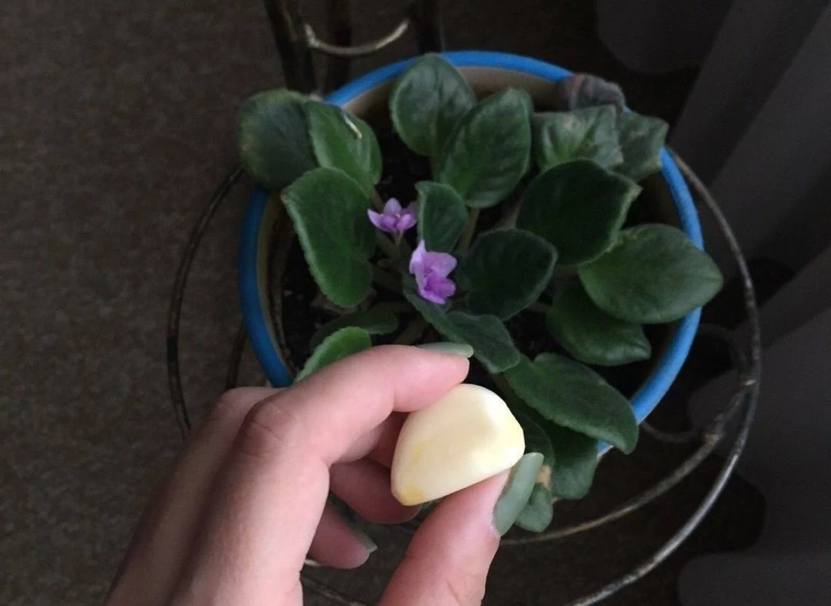 ¿Por qué poner los dientes de ajo en macetas con plantas cubiertas? 14383_1