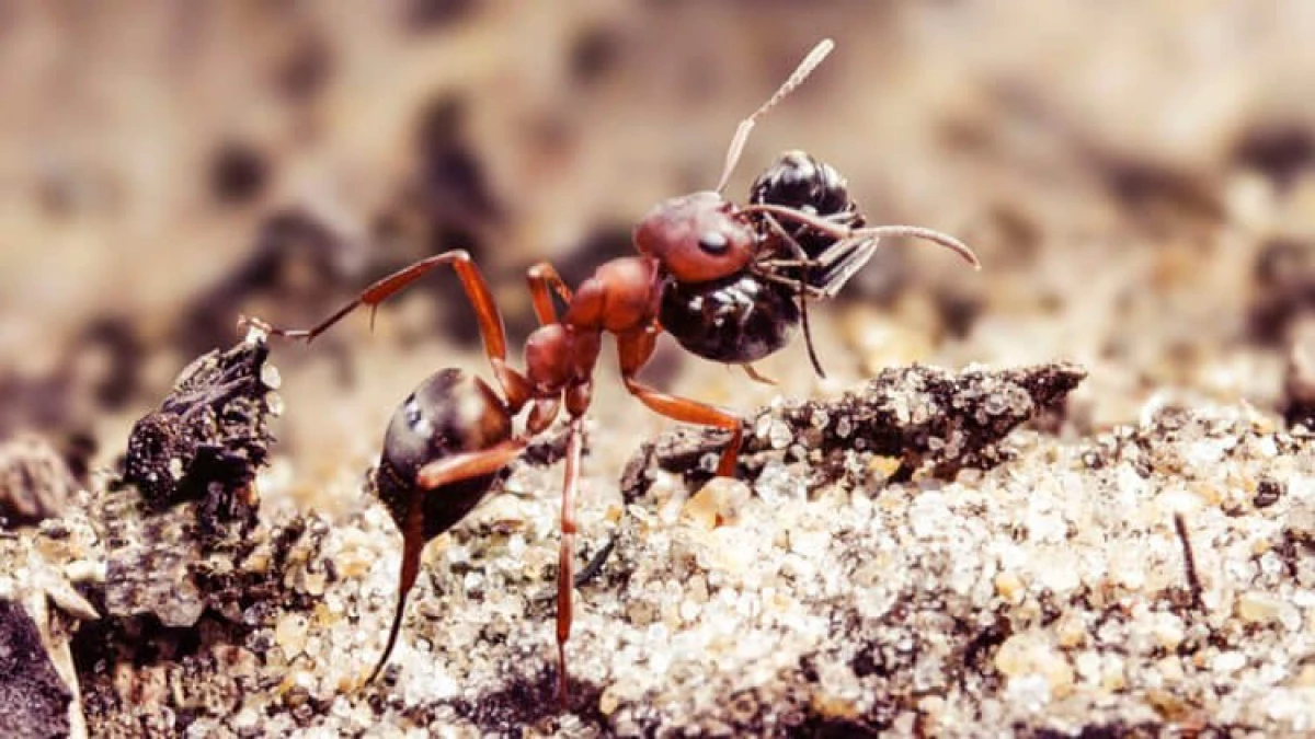 Як мурахи перетворюють інші види в своїх рабів?