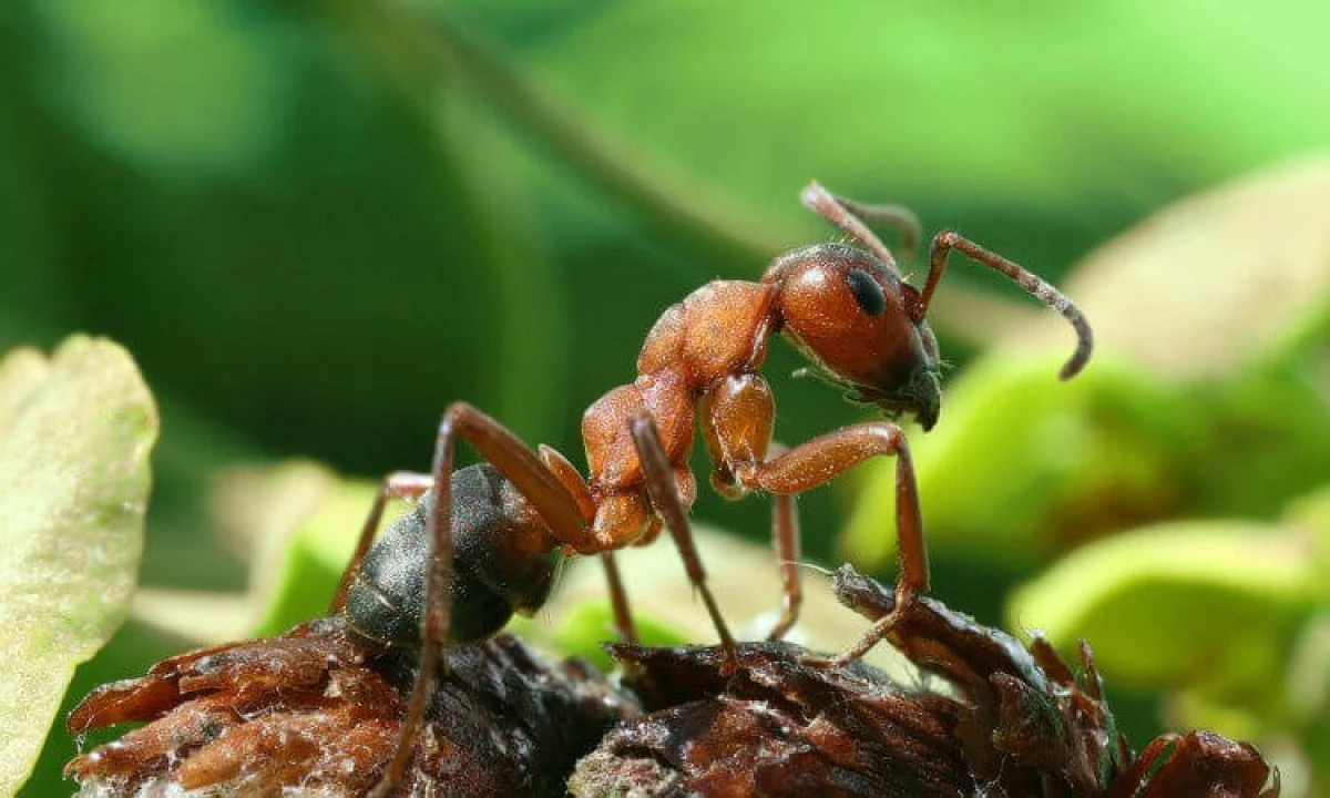 개미는 어떻게 노예들을 노예에서 다른 종을 변하게합니까? 14600_2