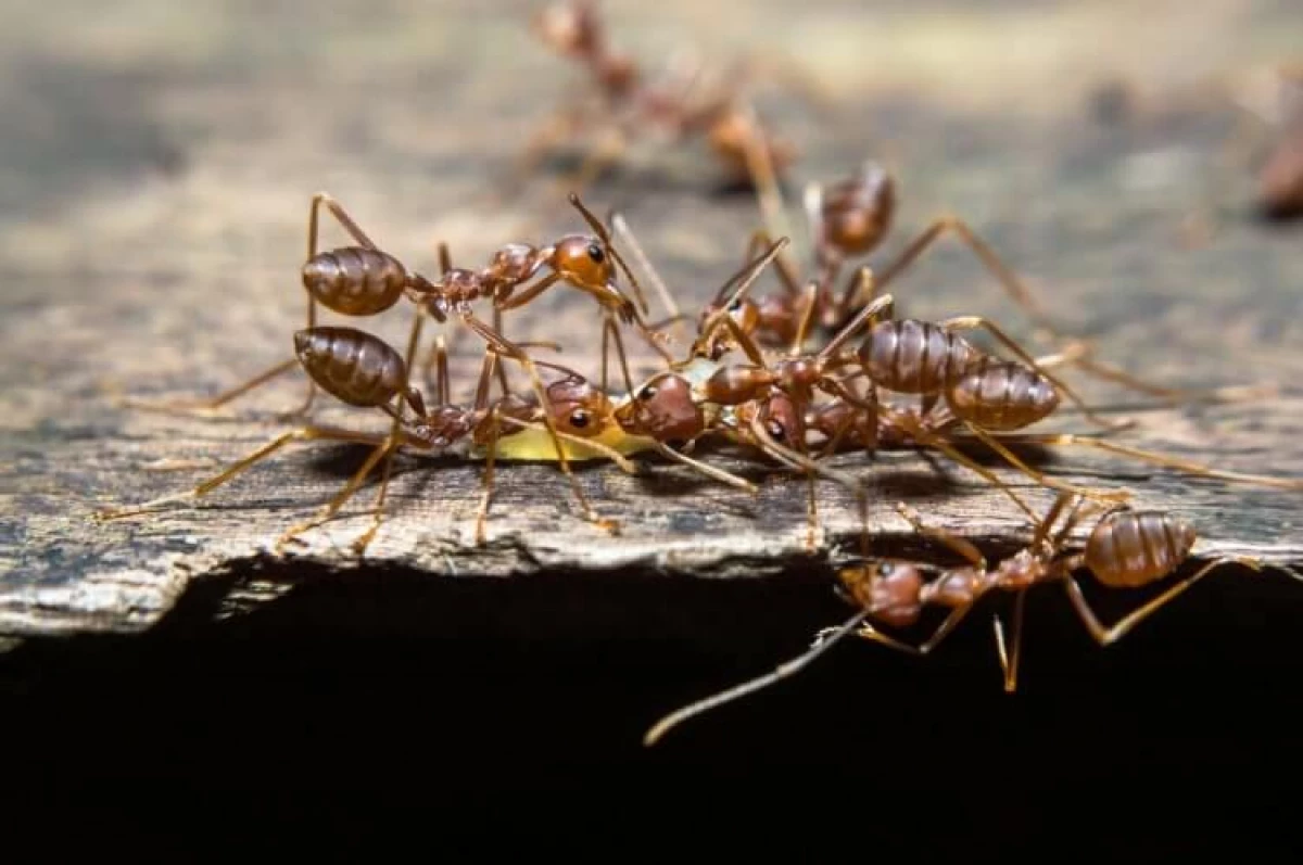 Hvordan vender myrer andre arter i deres slaver? 14600_3