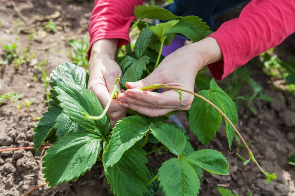 Hvad der er mere korrekt: Trim op jordbær blade eller lad dem være til avl