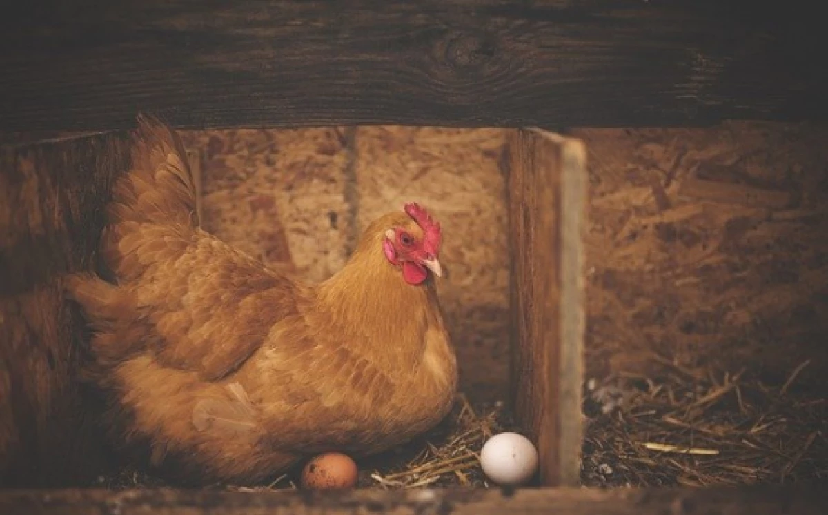 Мінсільгосп РФ працює з виробниками для недопущення зростання оптових цін на птицю та яйця 14710_1
