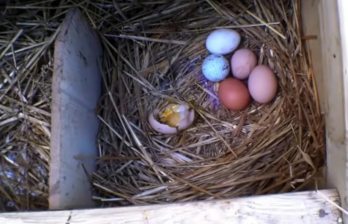 Что делать куры клюют яйца в гнезде