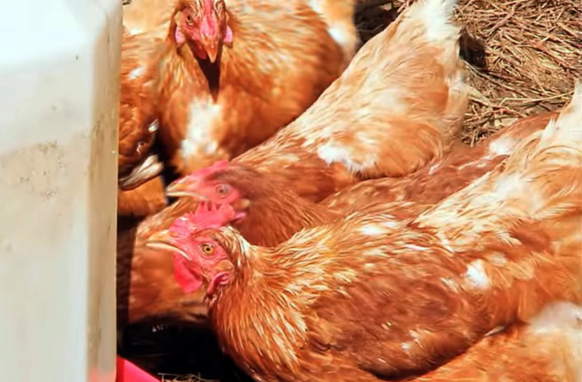 Comment sevrer les poulets peck oeufs 14854_3