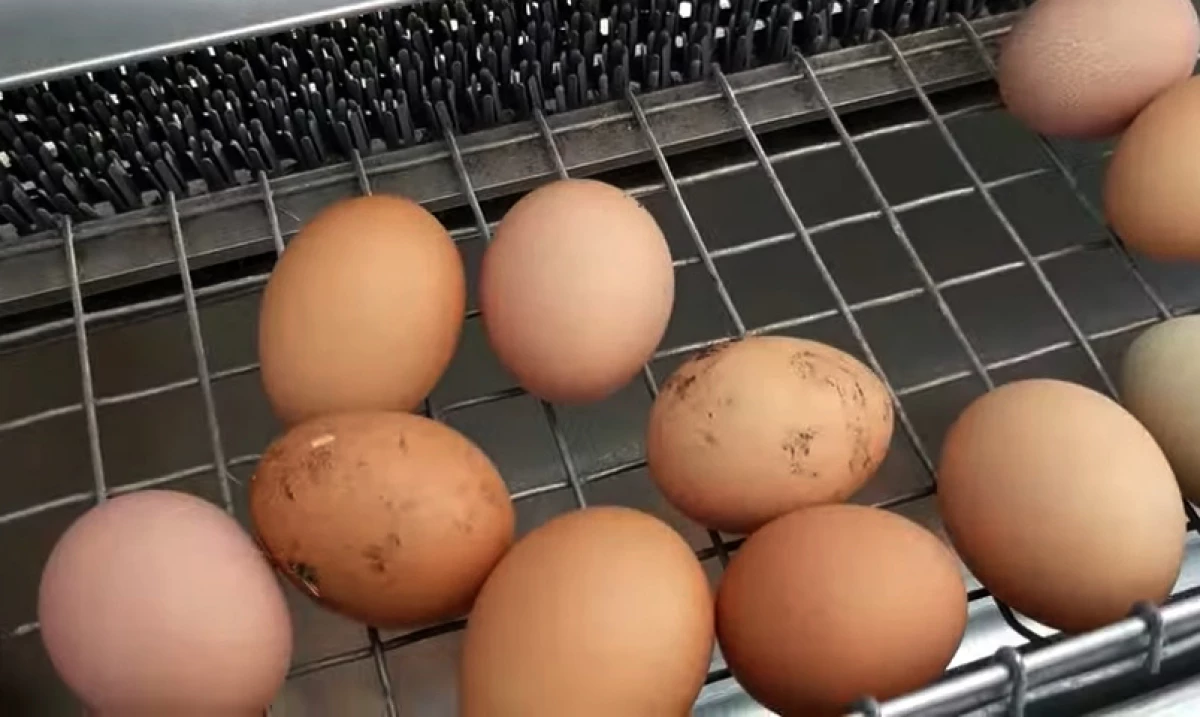 Cum să vegheați găină ouăle peck 14854_4
